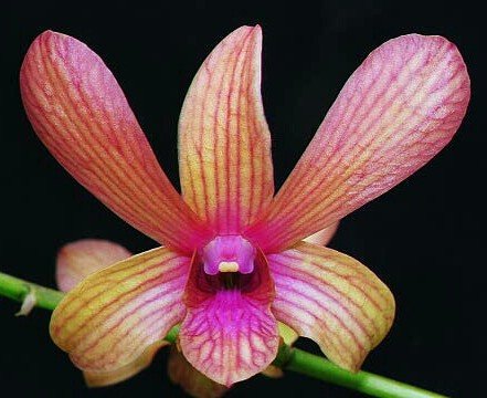 Den. Sharons Candycane (Mary Stripes x Twist of Fate).JPG